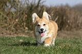 CORGI PEMBROKE 814